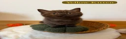 British Shorthair cats for sale: 3 Beautiful Autumn Coloured Kittens🤎🍂 - Advert 11