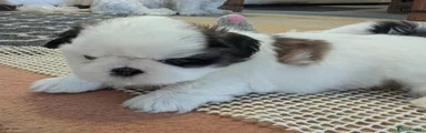 Shih Tzu Puppy 2