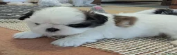 Shih Tzu dogs for sale: Stunning shih Tzu puppies - Advert 2