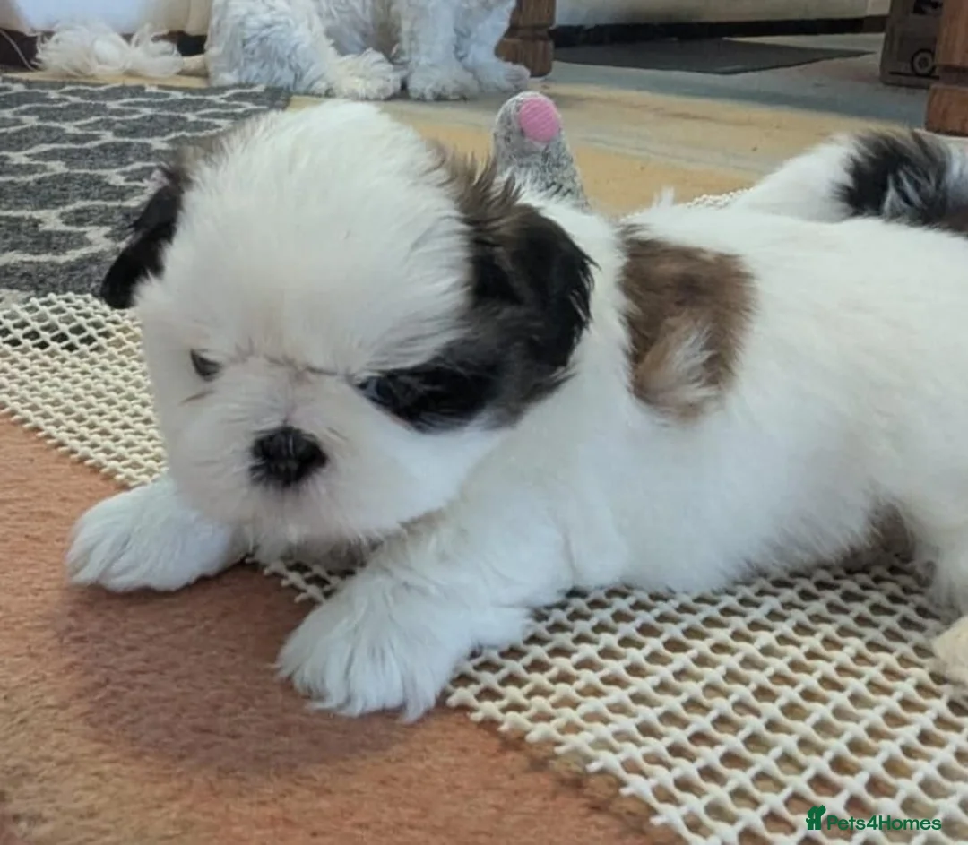 Shih Tzu dogs for sale: Stunning shih Tzu puppies - Advert 2