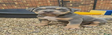 American Bully Puppy 2 Nikira 