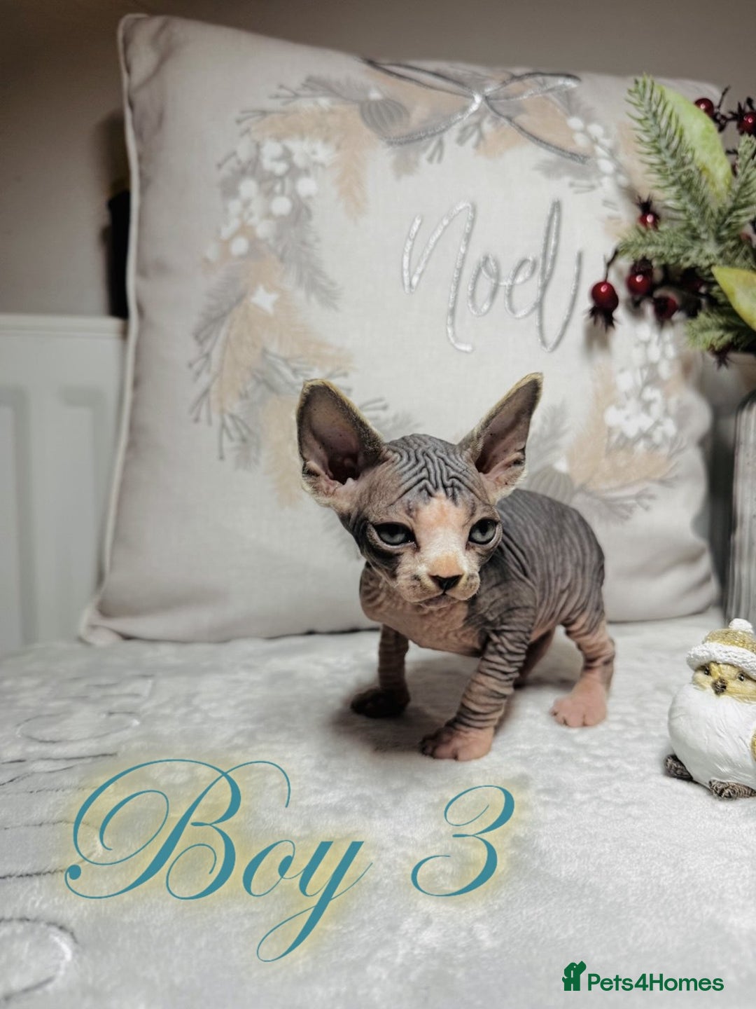 Sphynx cats for sale: Stunning Pedigree Sphynx Kittens - Advert 39