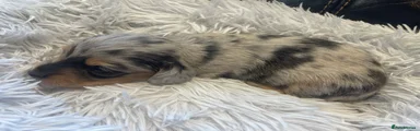 Silver Dapple Boy (black and tan)