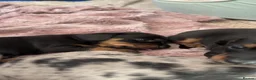Jackshund dogs for sale: Beautiful Jackshund Puppies 2 Boys & 2 Girls 🐶❤️ in Southam - Advert 12