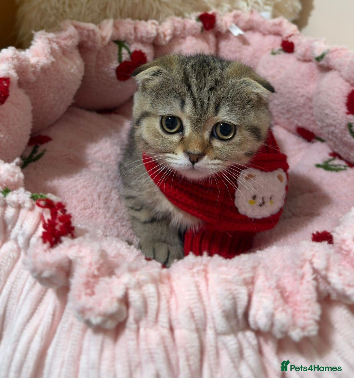Scottish Fold cats  ✨️READY NOW - Advert 2