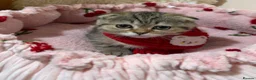 Scottish Fold cats for sale: Golden Tabby Kittens  - Advert 24