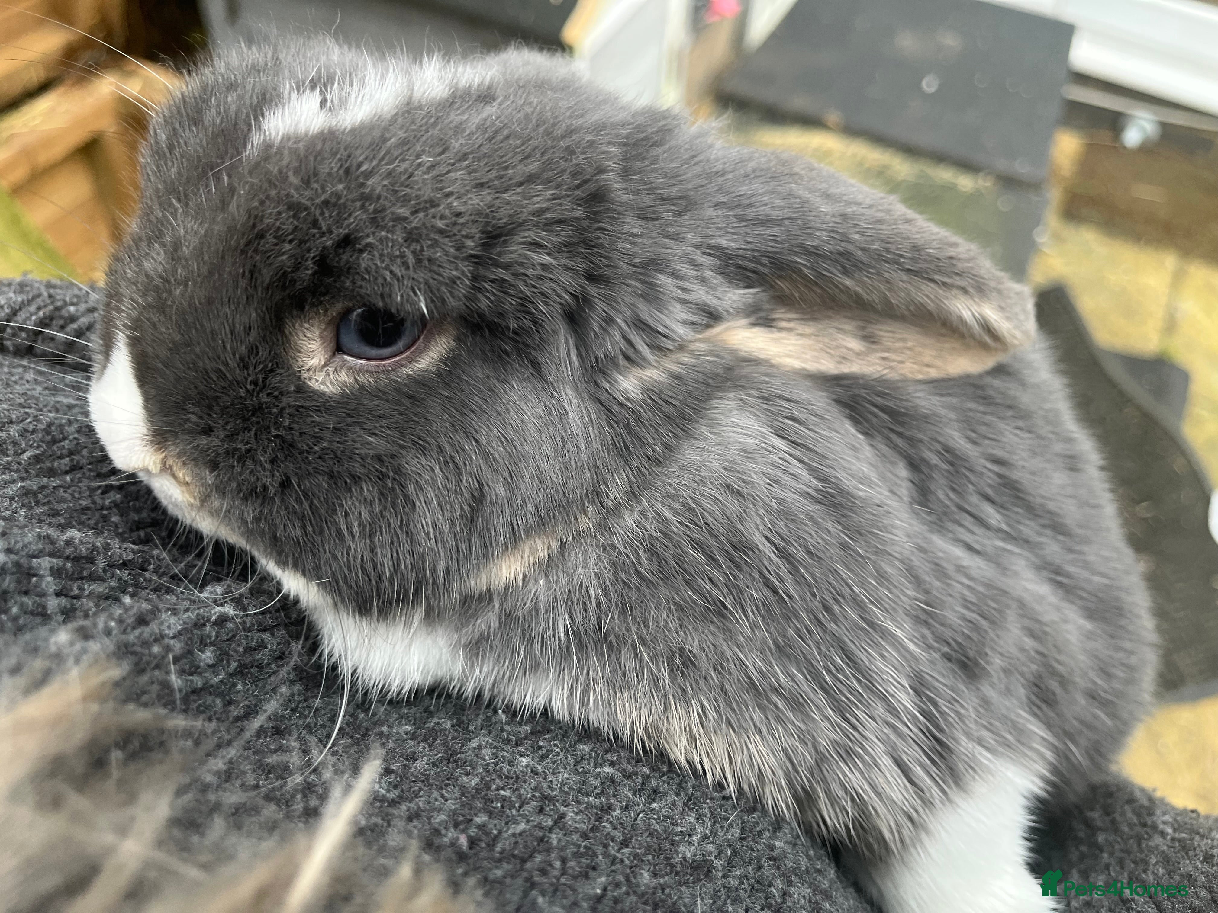 Mini Lop rabbits Mini lop female rabbit for sale - Advert 1