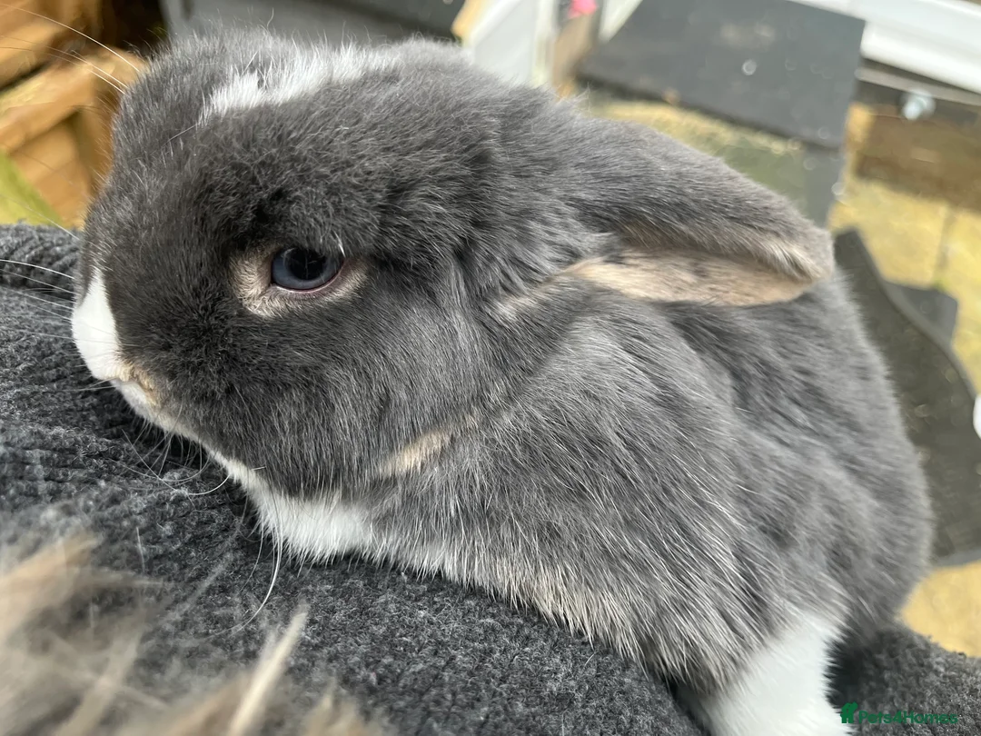 Mini Lop rabbits for sale: Mini lop female rabbit for sale - Advert 1