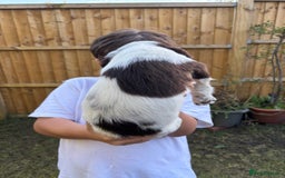 English Springer Spaniel dogs for sale: Gorgeous English Springer spaniel puppies - Image 27