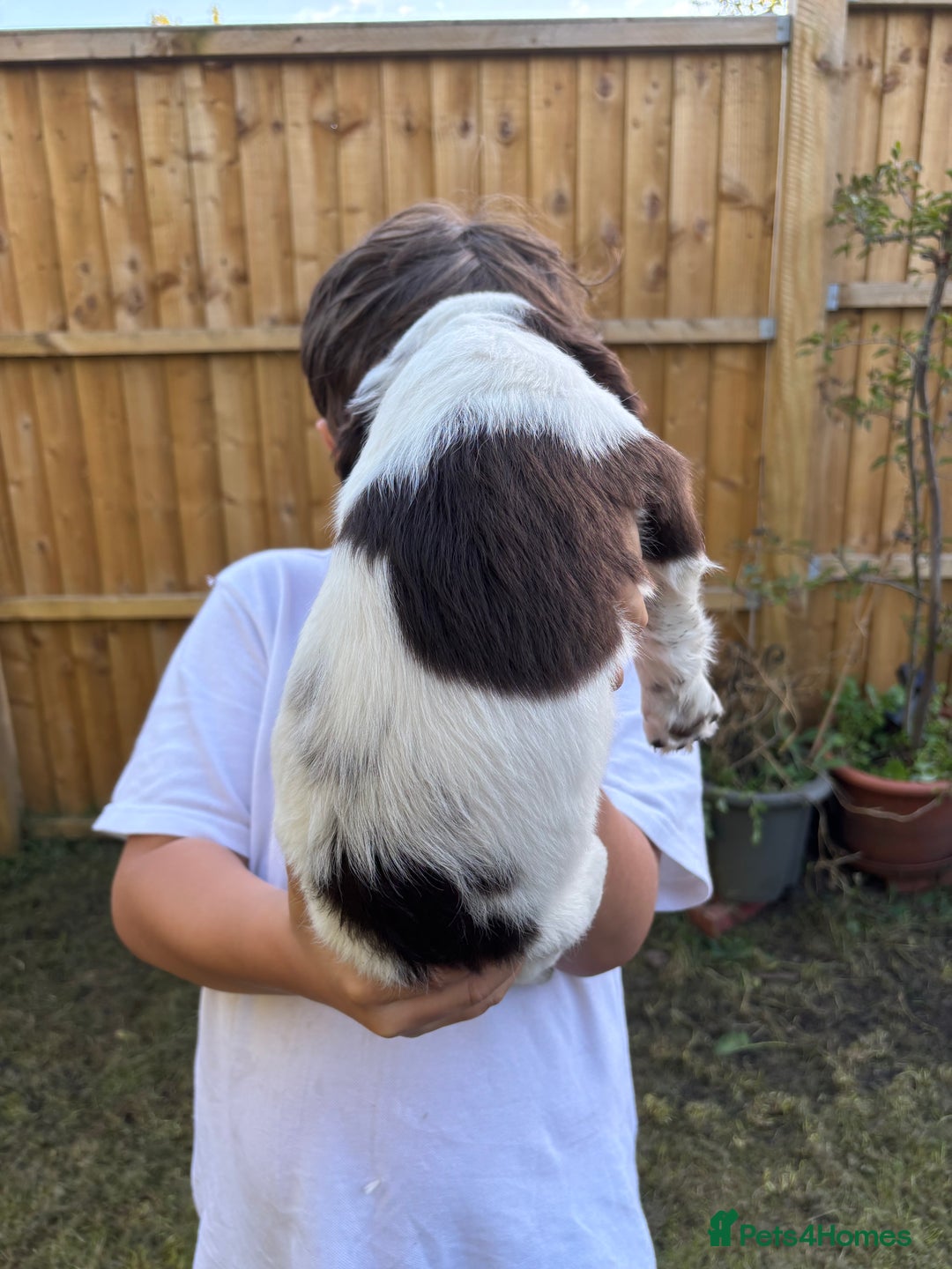 English Springer Spaniel dogs for sale: Gorgeous English Springer spaniel puppies - Image 27