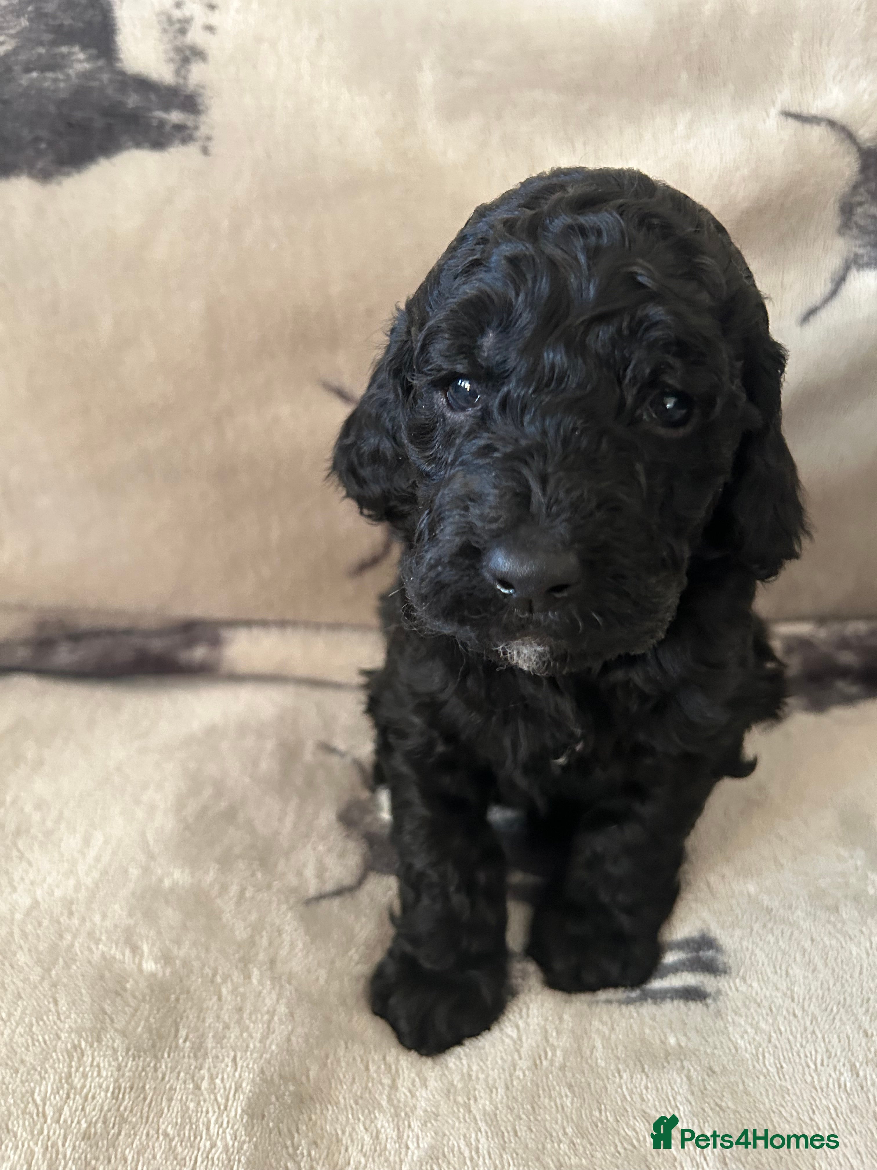 Mixed Breed dogs Beautiful miniature labradoodle puppies  - Advert 4