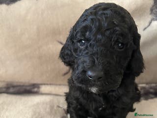 Mixed Breed dogs Australian Double doodle puppies - Advert 3