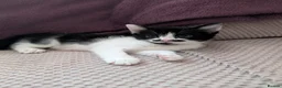 Mixed Breed cats for sale: 6 beautiful kittens for sale - Advert 5
