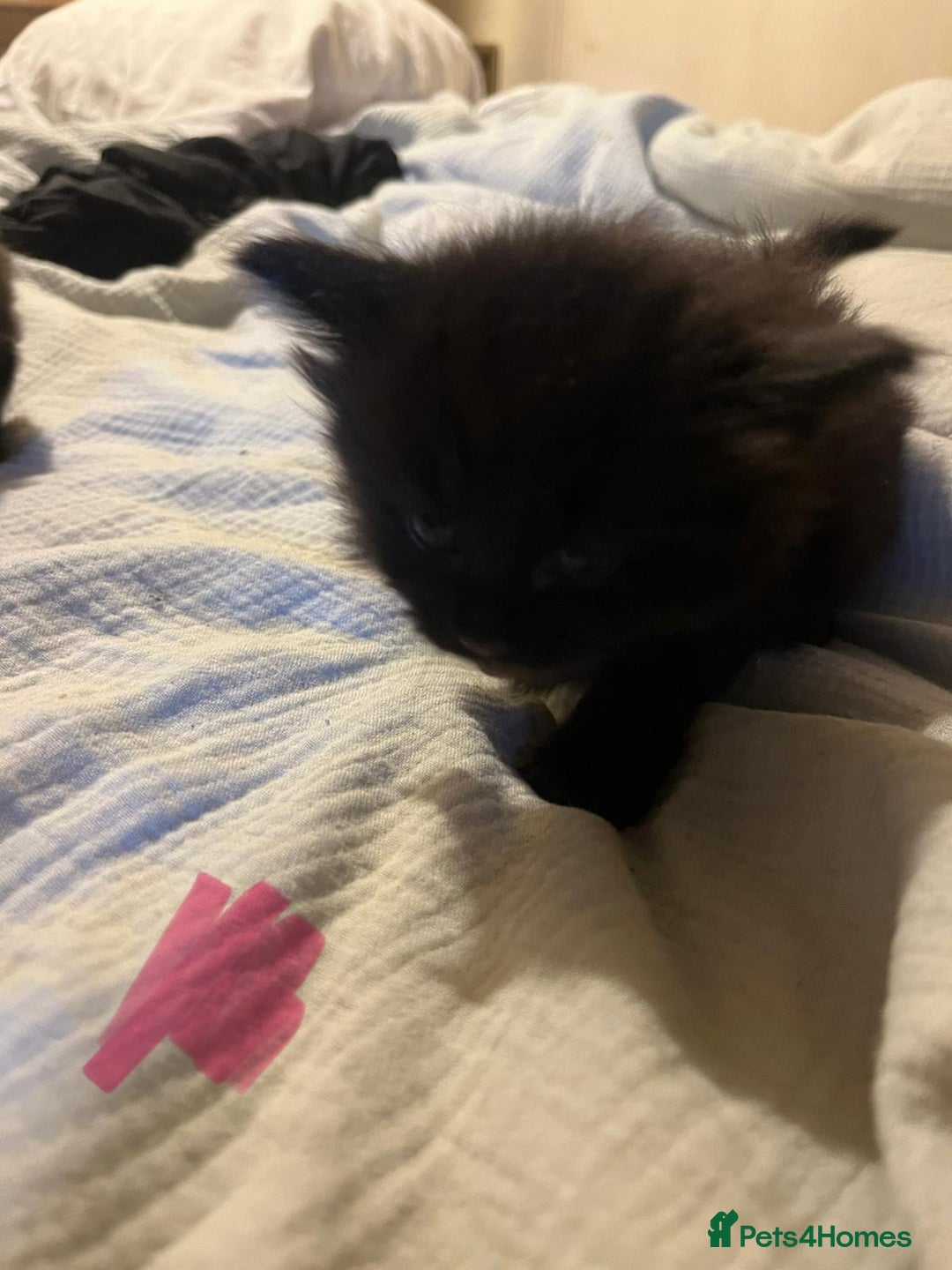 Norwegian Forest Cat cats for sale: kittens - Image 11