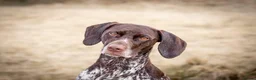 German Shorthaired Pointer dogs for sale: Matilda - Advert 9