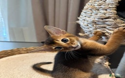 Abyssinian cats for sale: Last 3 kittens left ♥️💙 - Image 19