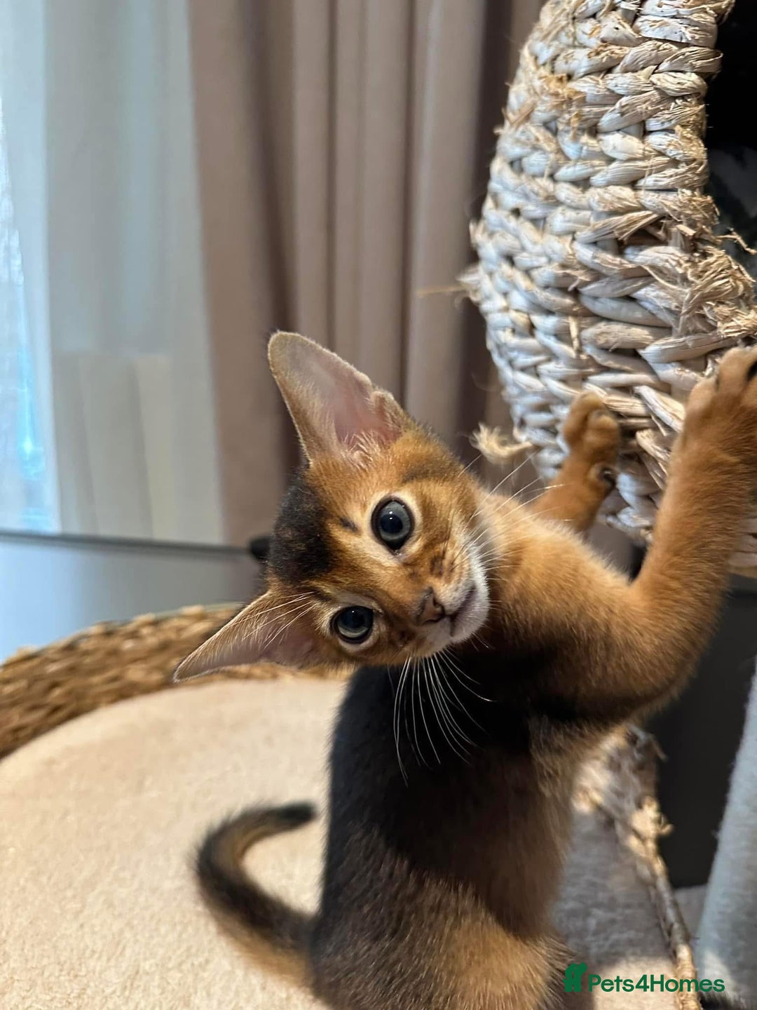 Abyssinian cats for sale: Last 3 kittens left ♥️💙 - Image 19