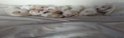 Basset Hound dogs for sale: Quality kc basset hound puppies  in Saint Austell - Advert 16