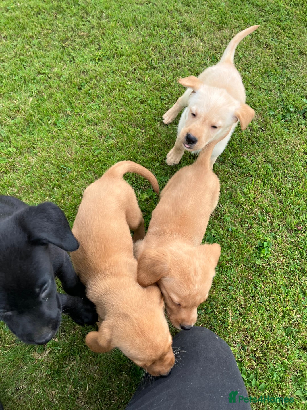 Labrador Retriever dogs for sale: Labrador pups - Image 6