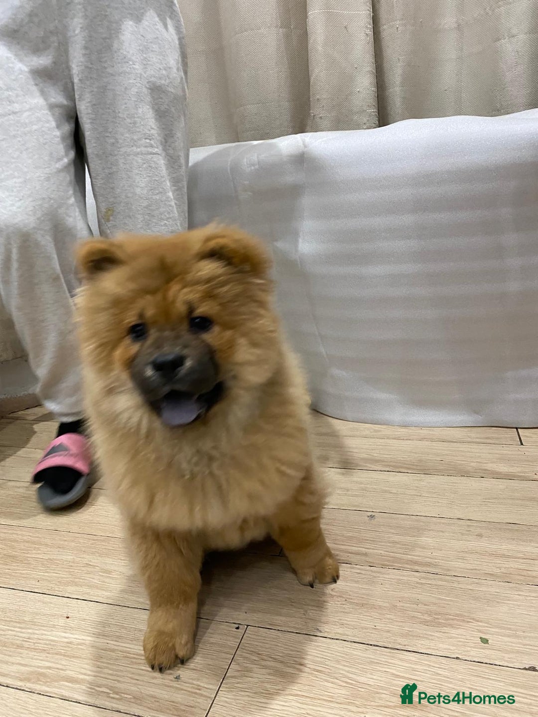 Chow Chow dogs for sale: Chow chow - Advert 2