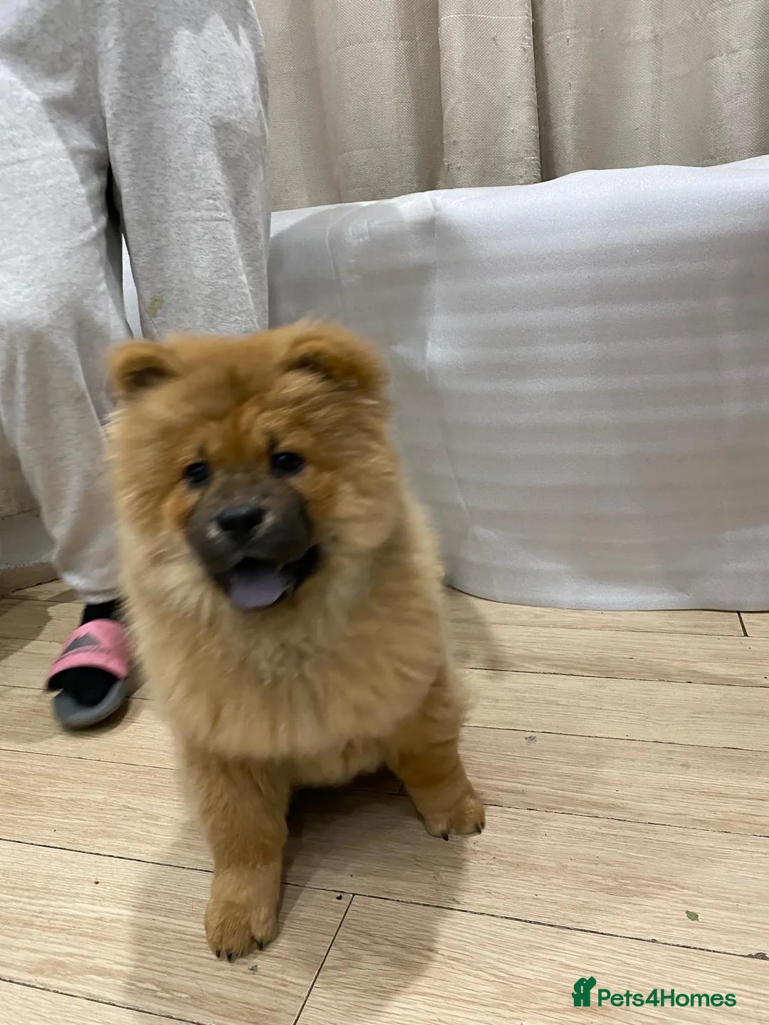 Chow Chow dogs for sale: Chow chow - Advert 2