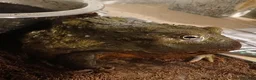 Frog reptiles for sale: Giant African bullfrog (TREVOR) - Advert 1