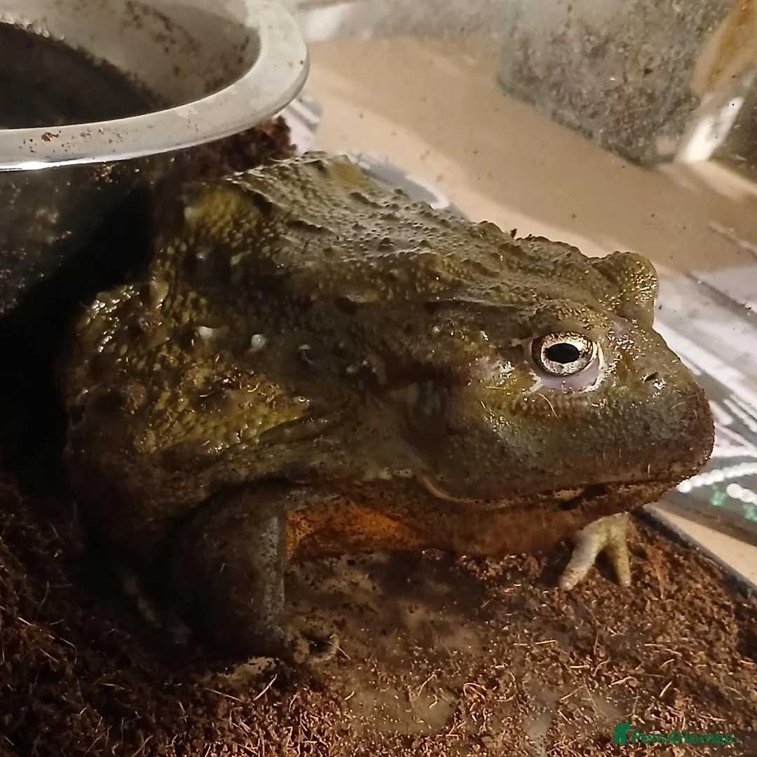 Frog reptiles for sale: Giant African bullfrog (TREVOR) - Advert 1