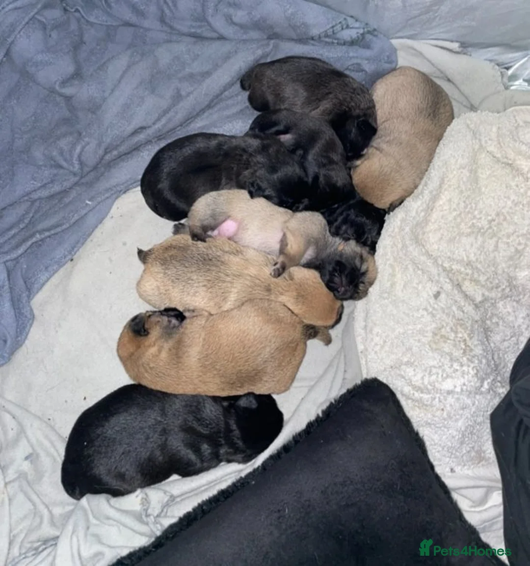 Shih Tzu dogs for sale: 8 beautiful shih-tzu pups  - Advert 2