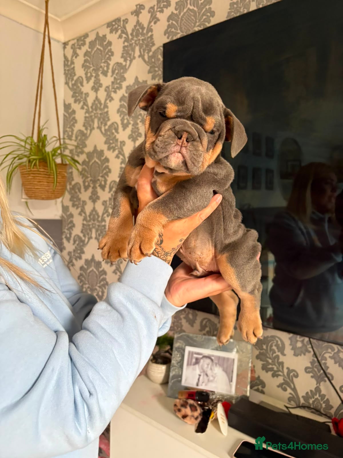 Olde English Bulldogge dogs Old English x English Bulldog puppies - Advert 2