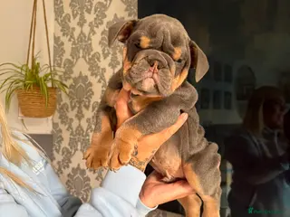 Olde English Bulldogge dogs Old English x English Bulldog puppies - Advert 2