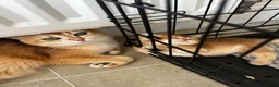 British Shorthair cats for sale: BSH Golden kittens TICA Reg - Advert 11