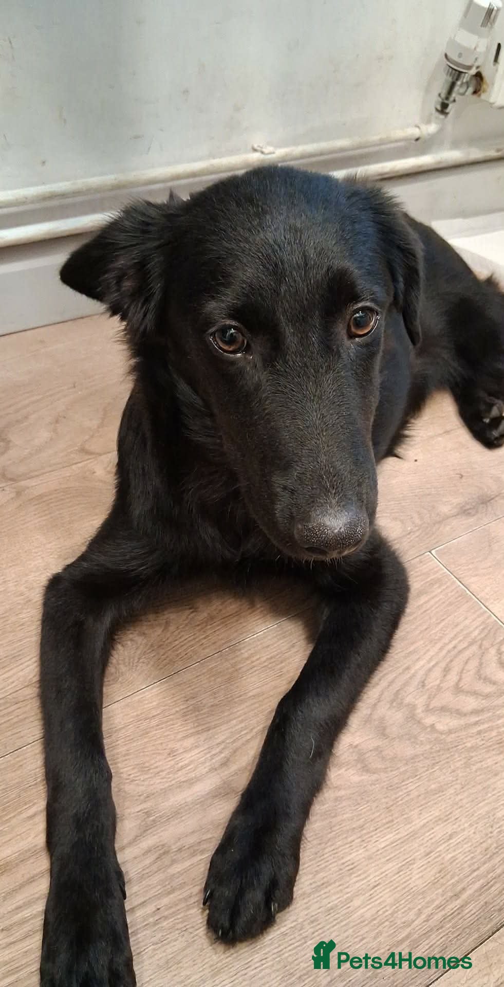 Mixed Breed dogs DOLLY - FOR ADOPTION  - Advert 1