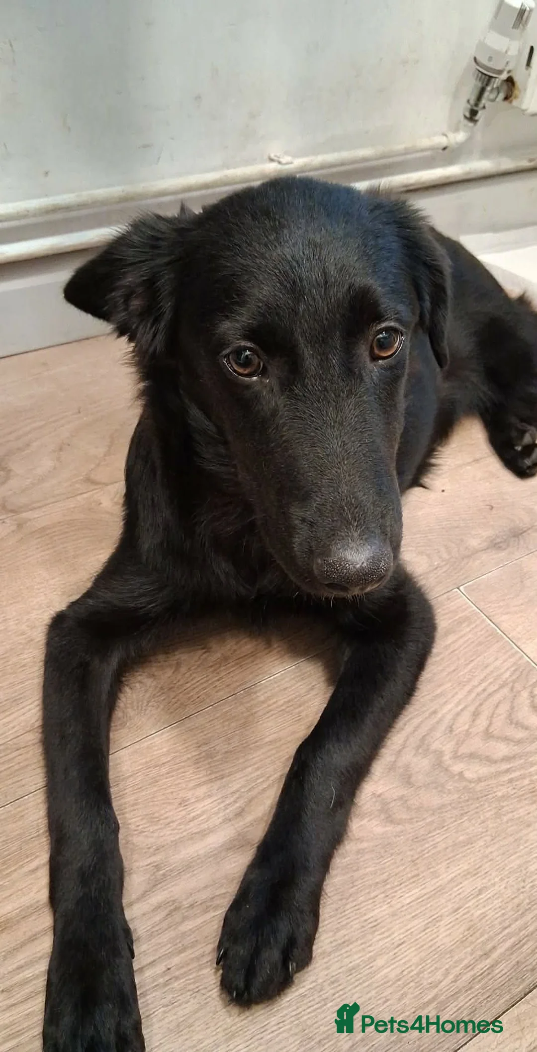 Mixed Breed dogs for adoption: DOLLY - FOR ADOPTION  in Southport - Advert 1