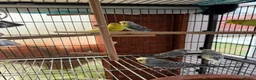 Budgerigars birds for sale: Budgies  - Advert 4