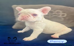 French Bulldog dogs for sale: Pink Health clear Frenchie - DEZINERBULLZ lines - Image 4