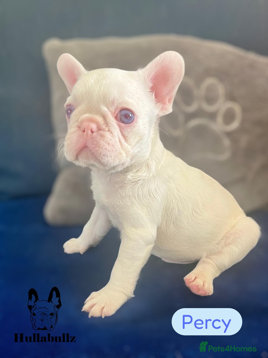 French Bulldog dogs for sale: Pink Health clear Frenchie - DEZINERBULLZ lines - Image 4