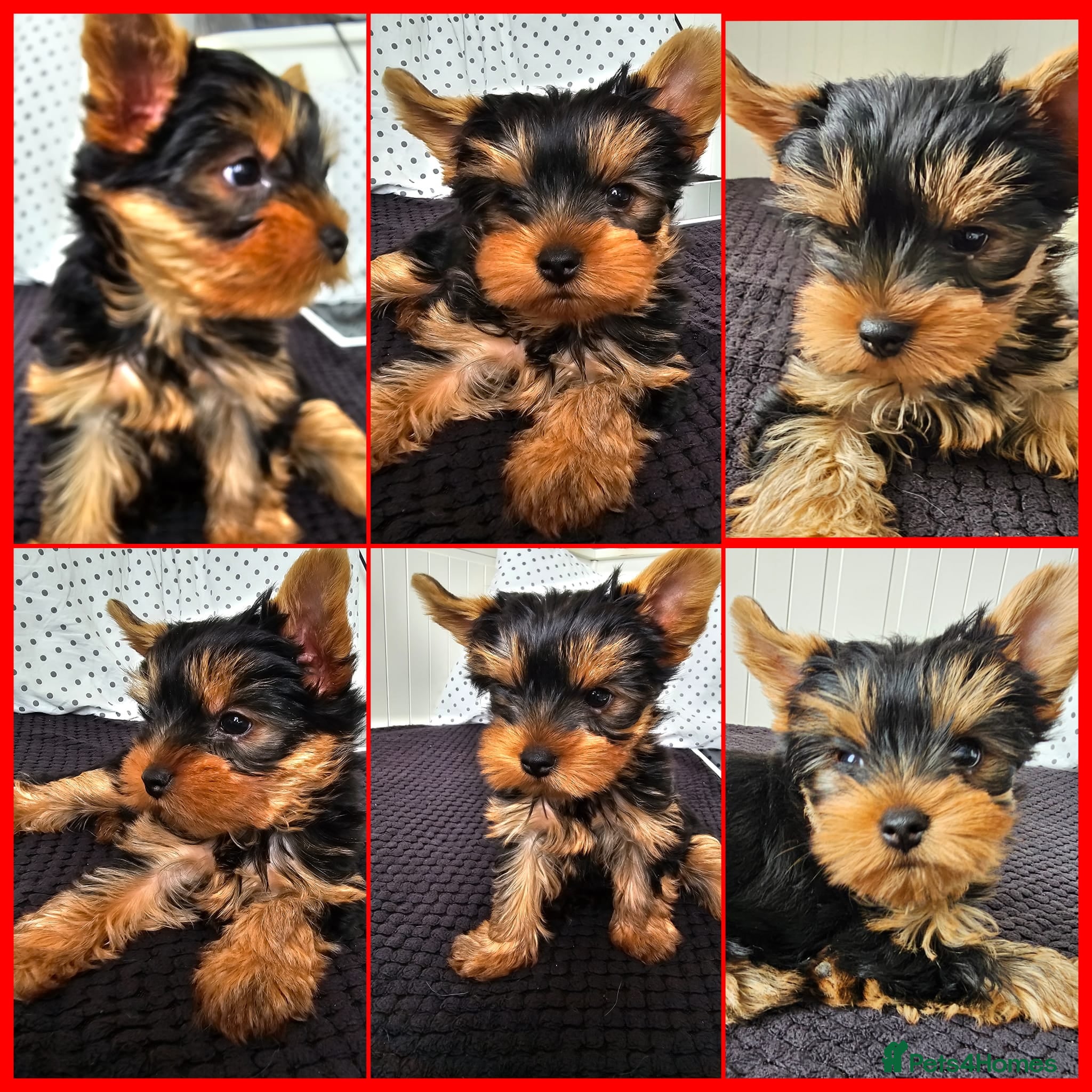 Yorkshire Terrier dogs Kc.Reg. 🐶Yorkshire terriers🐶 1 Boy available  in Haywards Heath - Advert 10