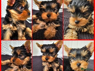 Yorkshire Terrier dogs Kc.Reg. 🐶Yorkshire terriers🐶 1 Boy available in Haywards Heath - Advert 10