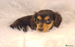 Miniature Dachshund dogs for sale: KC Daxi's health tested parents.READY - Image 22