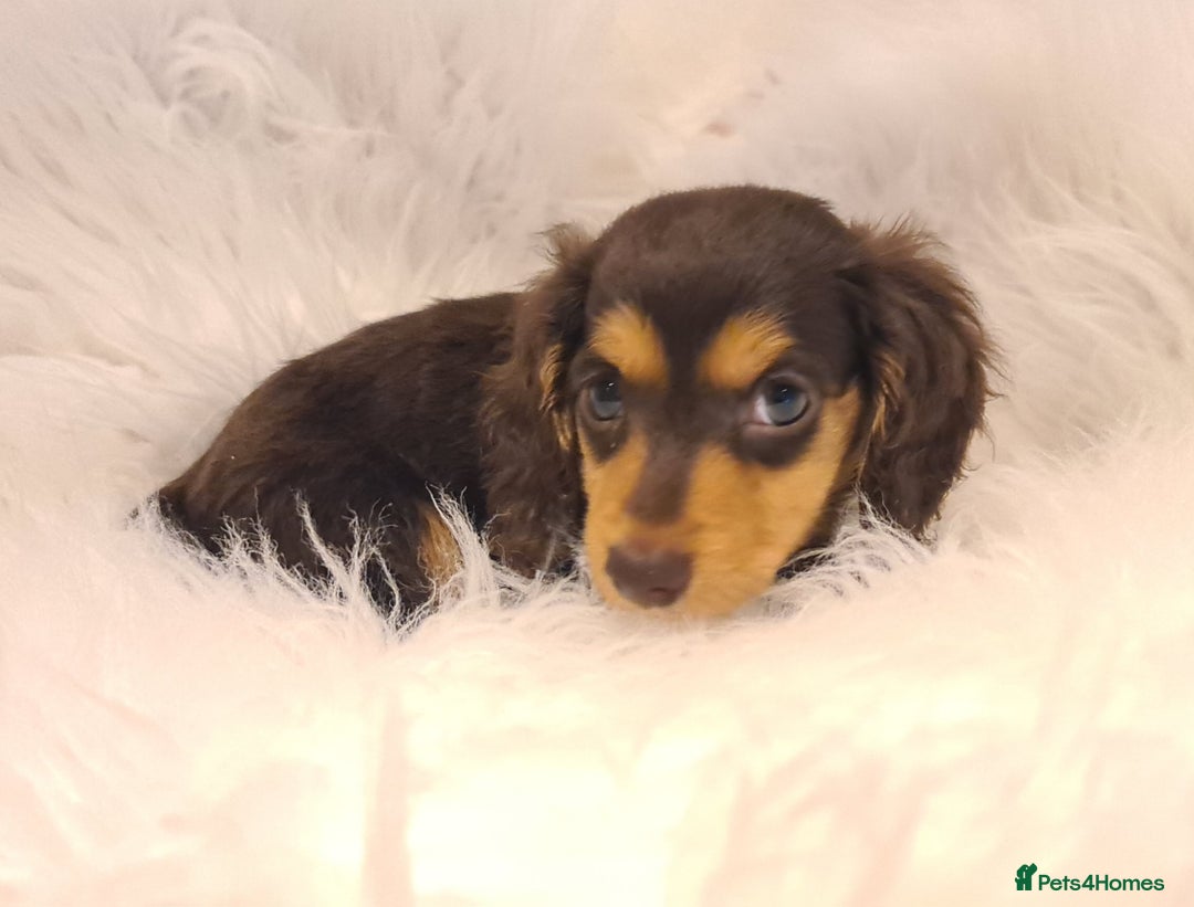 Miniature Dachshund dogs for sale: KC Daxi's health tested parents.READY - Image 22