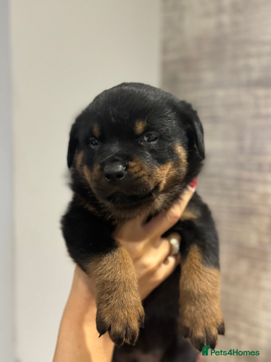 Rottweiler dogs for sale: Rottweiler Puppies - Advert 4