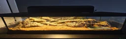 Gecko reptiles for sale: 2 female viper geckos + full setup in London - Advert 8
