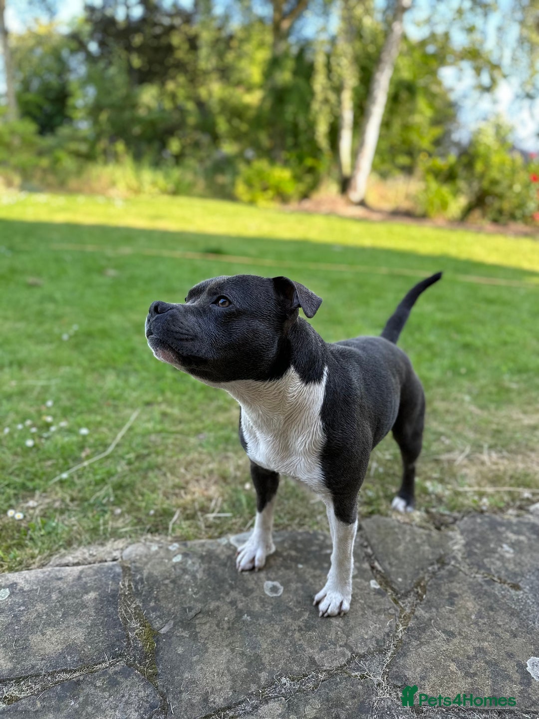 Staffordshire Bull Terrier dogs for stud: Stud son of grand champion yoker  - Advert 5