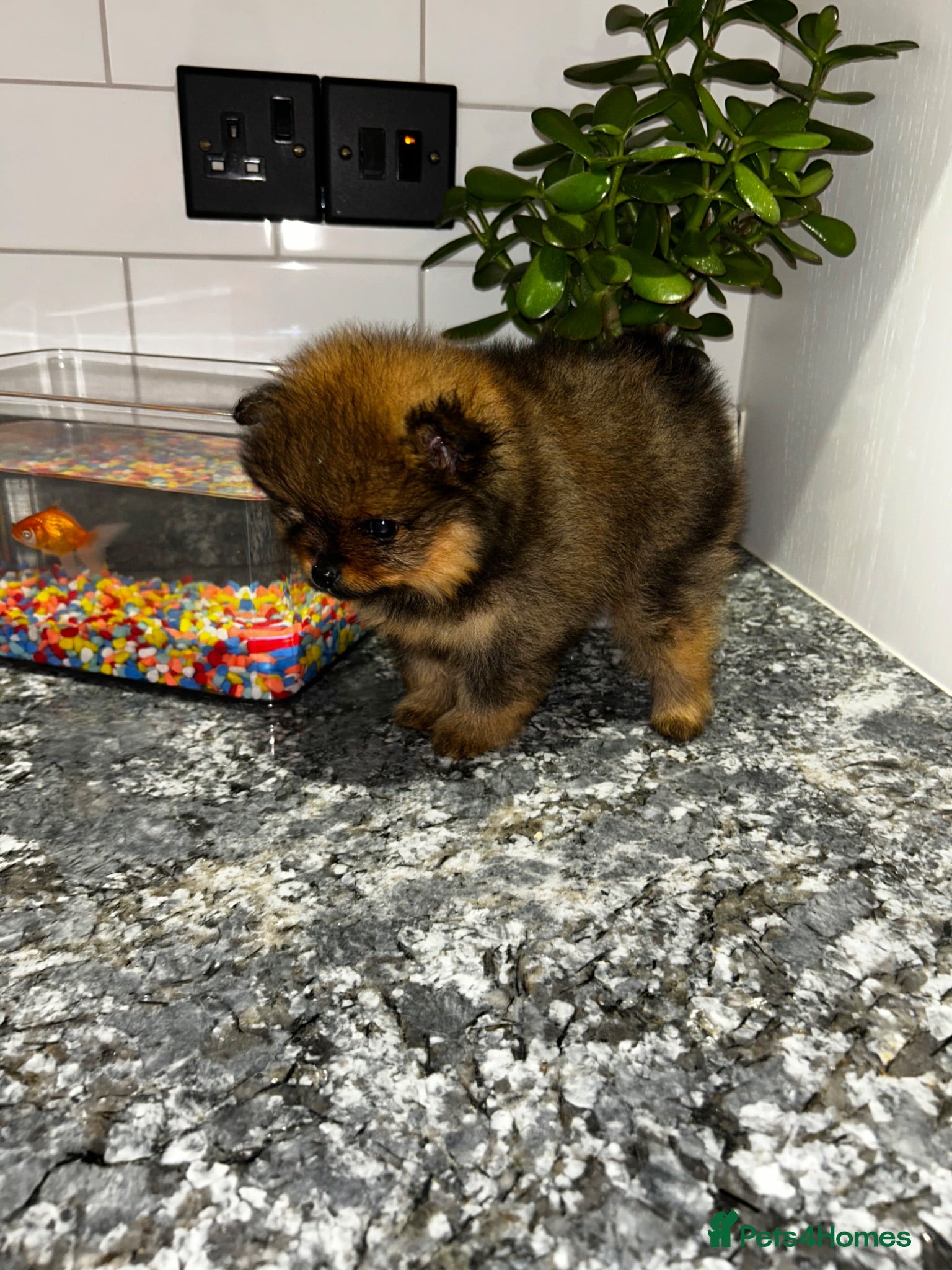 Pomeranian dogs Kc full pedigree puppies  - Advert 18