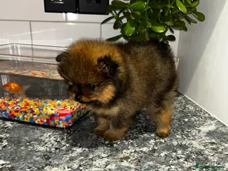 Pomeranian dogs Kc full pedigree puppies - Advert 18