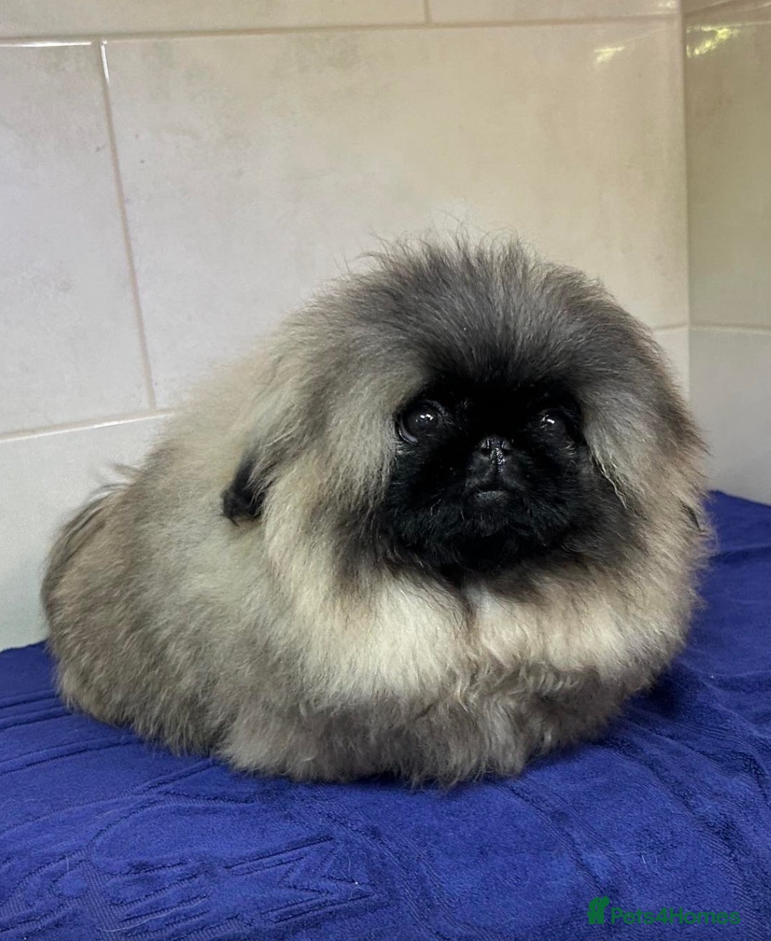 Pekingese dogs for stud: Mr fluffy  - Advert 2
