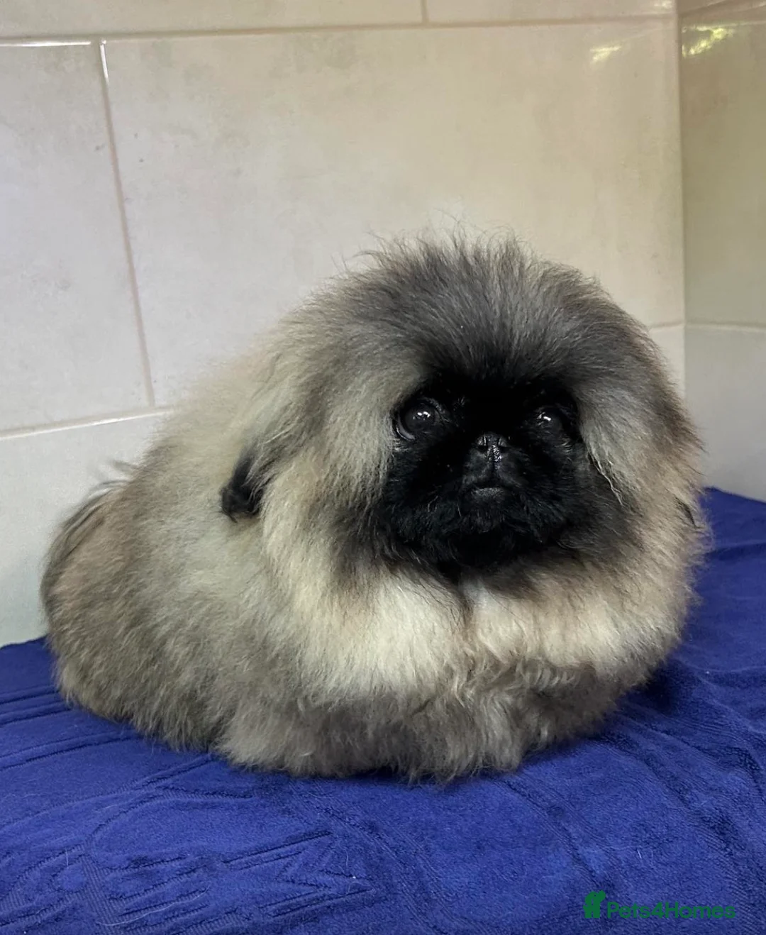 Pekingese dogs for stud: Mr fluffy  - Advert 2