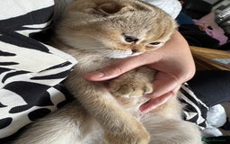 Scottish Fold cats for sale: Stunning Scottish fold golden SOLD!!! - Image 7