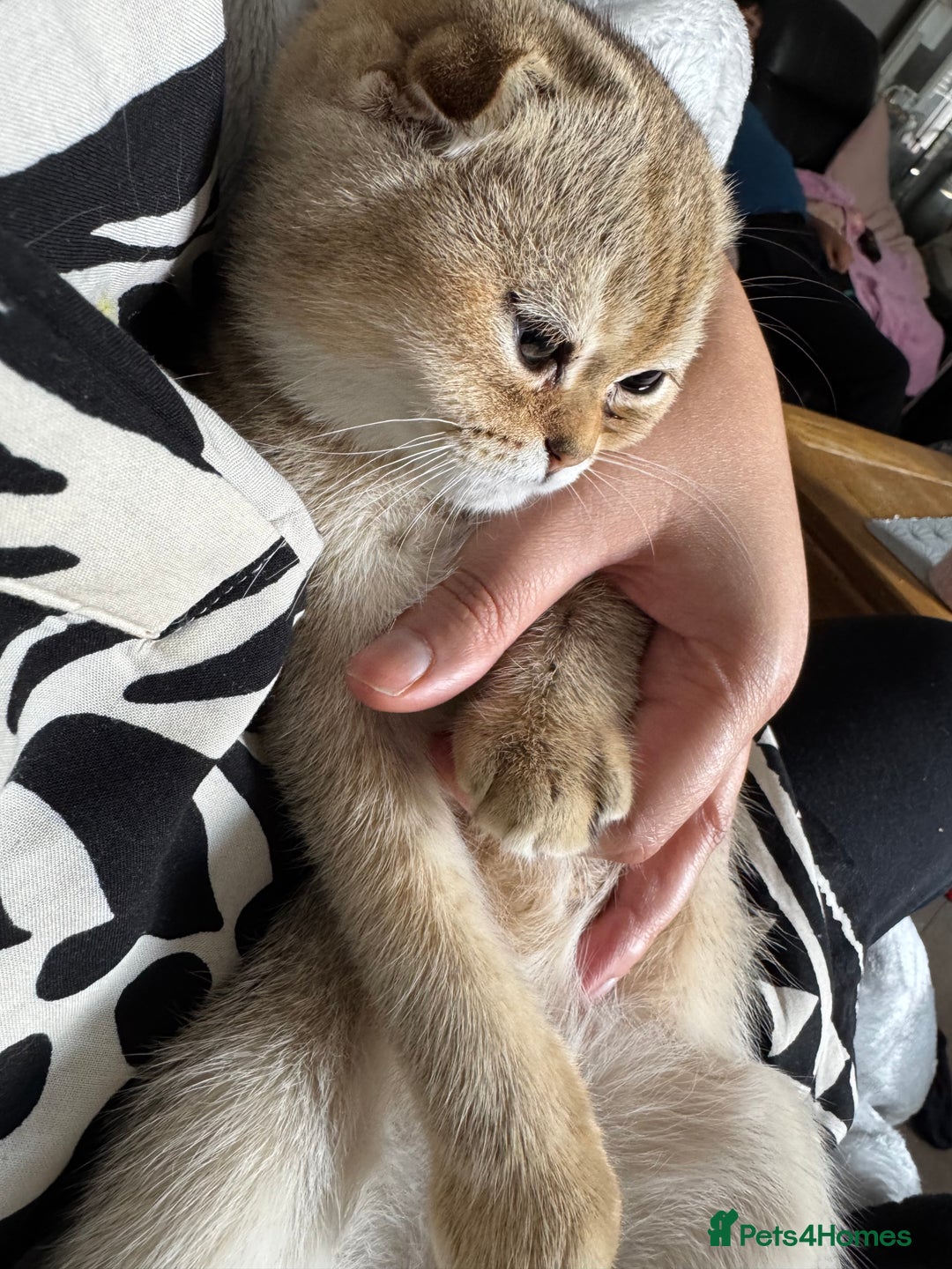 Scottish Fold cats for sale: Stunning Scottish fold golden SOLD!!! - Image 7