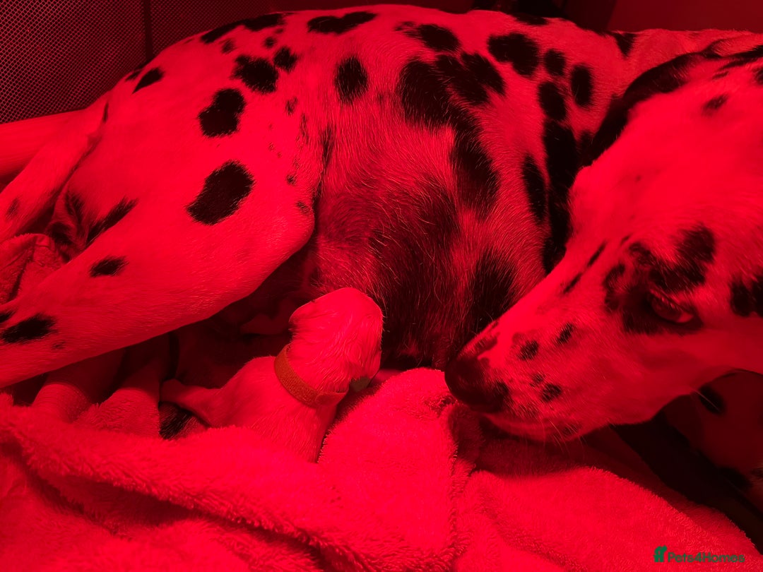 Dalmatian dogs for sale: Stunning Dalmatian puppies KC reg show winners - Image 8